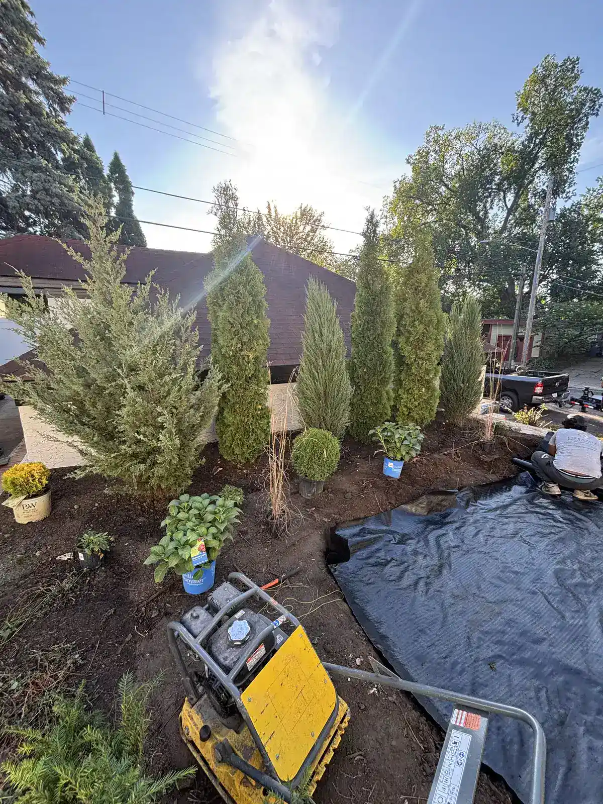 Arborvitae installation in progress with plate compactor for Edina bluestone patio project