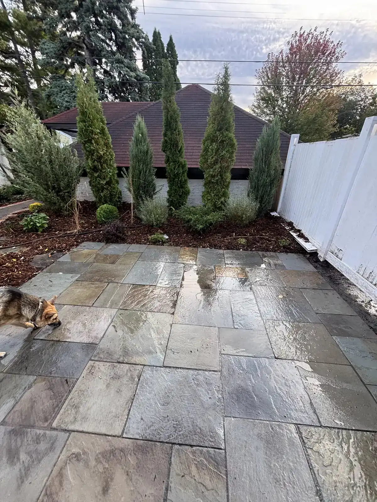 Bluestone patio detail showing natural color variation and arborvitae backdrop in Edina