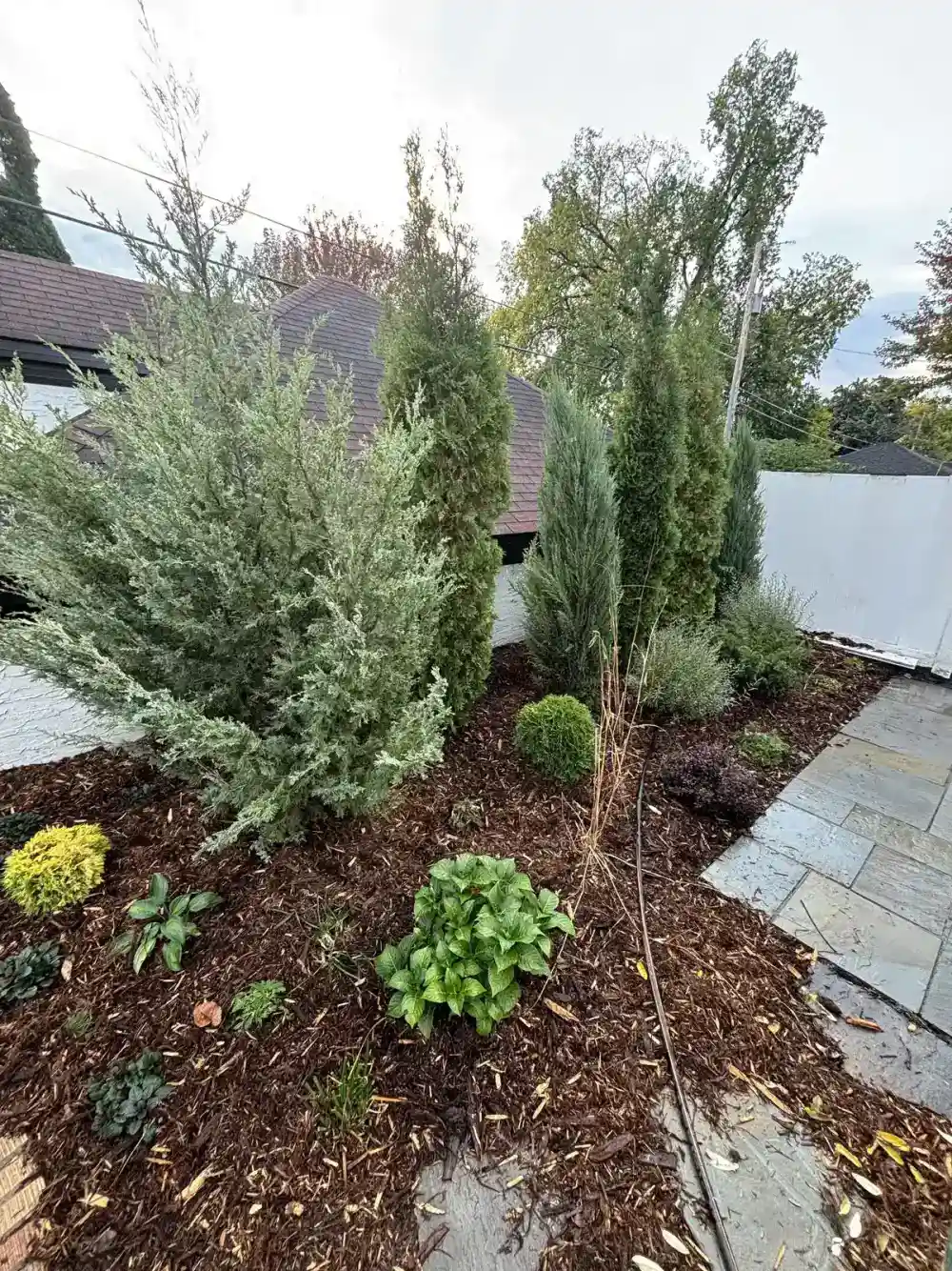 Juniper and hosta plantings alongside bluestone patio in Edina, MN