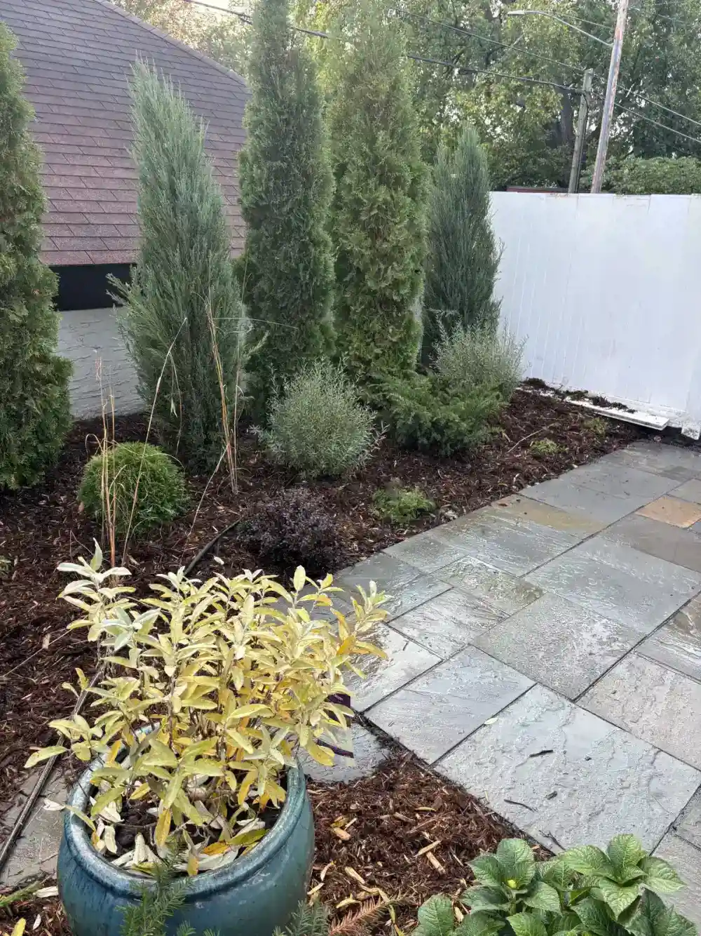 Potted plant accent and arborvitae screening bordering bluestone patio in Edina