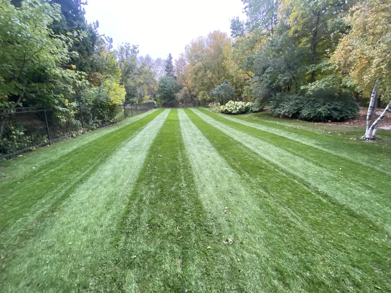 Professionally striped residential lawn with mature trees and shrubs maintained by Lifecycle Outdoor Services